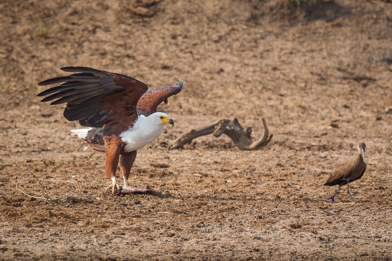 38 Oeganda, Queen Elizabeth NP, afrikaanse visarend en hamerkop.jpg